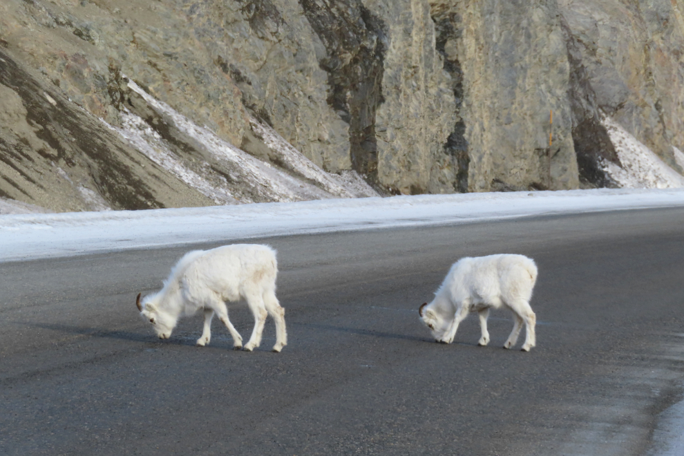 Thinhorn sheep on the Alaska Highway at Sheep Mountain in February