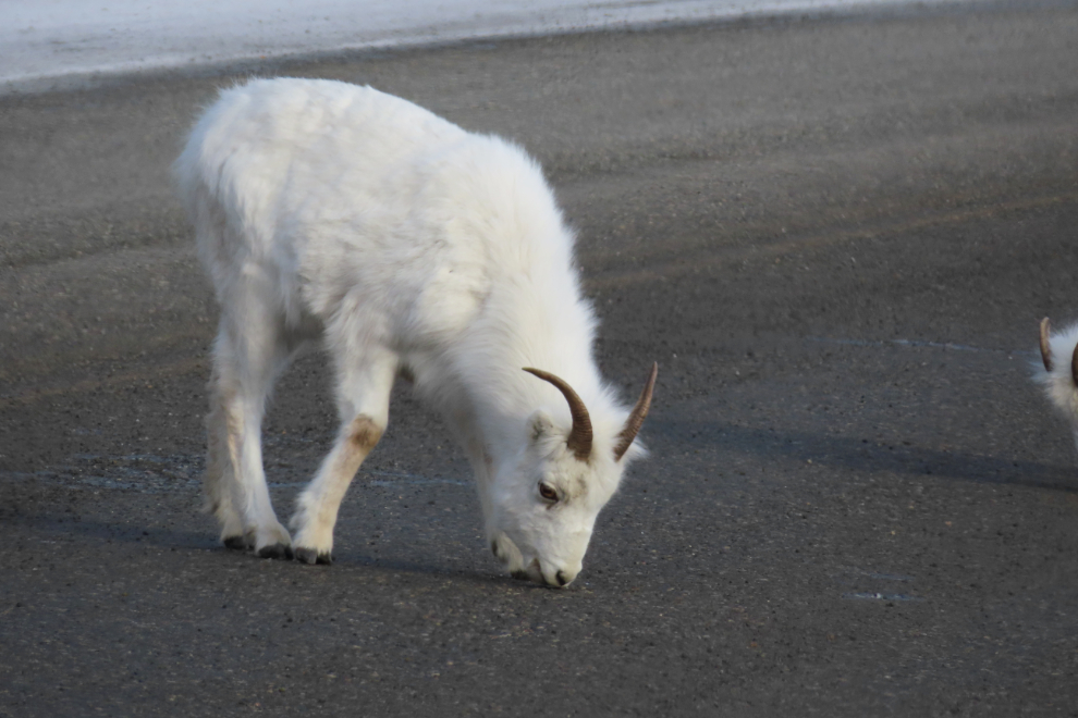 Thinhorn sheep on the Alaska Highway at Sheep Mountain in February
