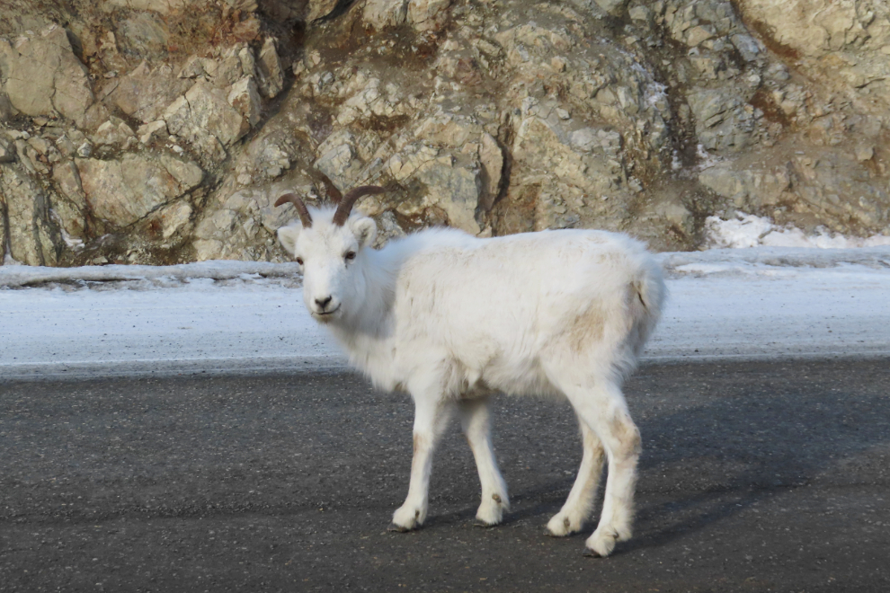 Thinhorn sheep on the Alaska Highway at Sheep Mountain in February