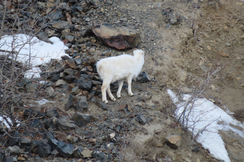 Thinhorn sheep above the Alaska Highway at Sheep Mountain in February