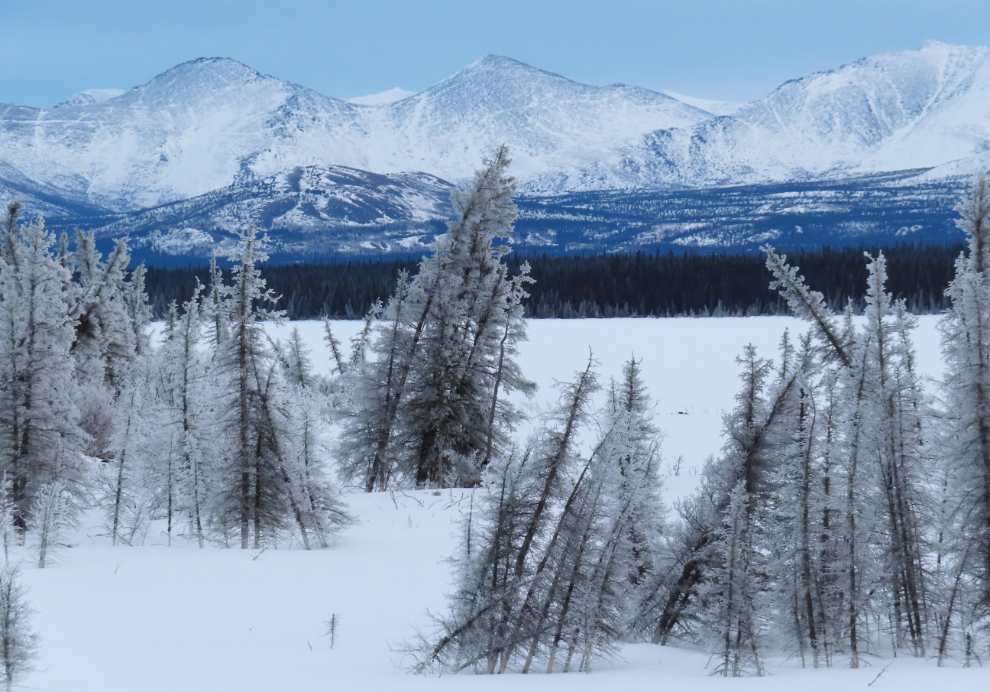 Frosted trees at Kloo Lake, Yukon, in February