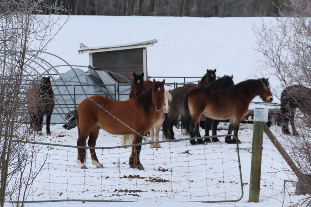 Horses on a corral along the Alaska Highway in February
