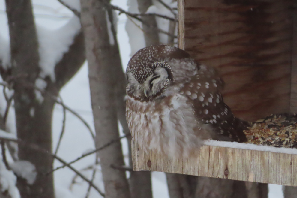 A boreal owl on my bird feeder at Whitehorse, Yukon.