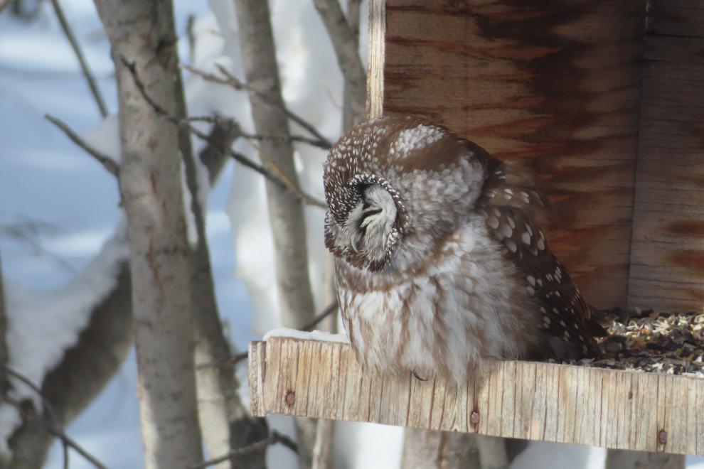 A boreal owl on my bird feeder at Whitehorse, Yukon.