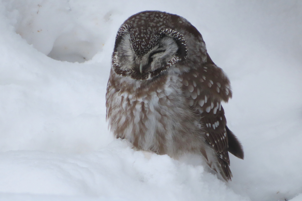 A tiny boreal owl at Whitehorse, Yukon.