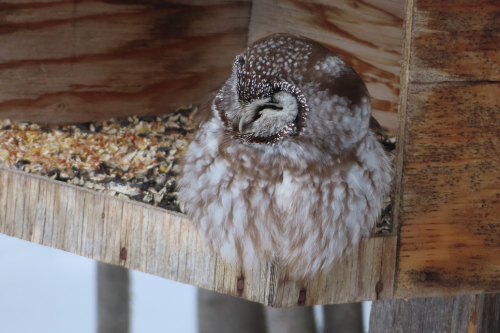 A boreal owl on my bird feeder at Whitehorse, Yukon.