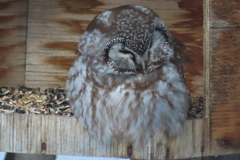 A boreal owl on my bird feeder at Whitehorse, Yukon.