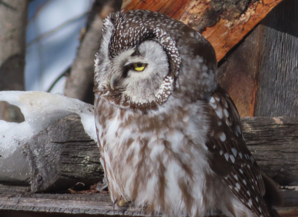 A boreal owl on my bird feeder at Whitehorse, Yukon.