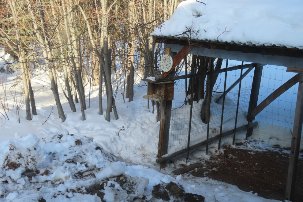 A boreal owl on my bird feeder at Whitehorse, Yukon.
