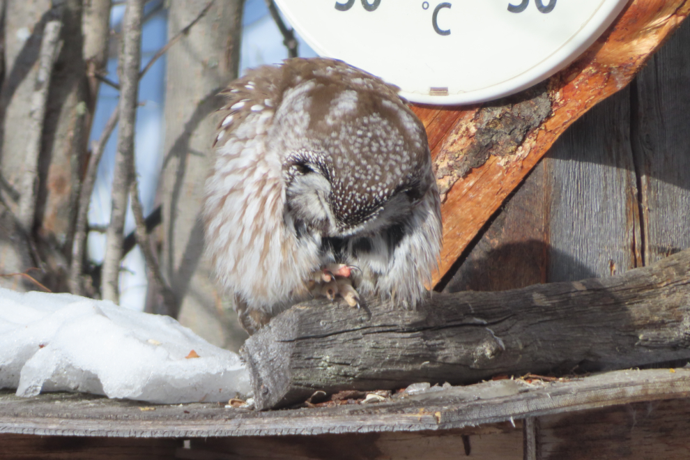 A boreal owl grooming on my bird feeder at Whitehorse, Yukon.