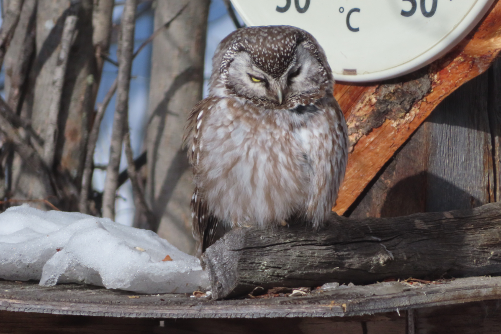 A boreal owl on my bird feeder at Whitehorse, Yukon.