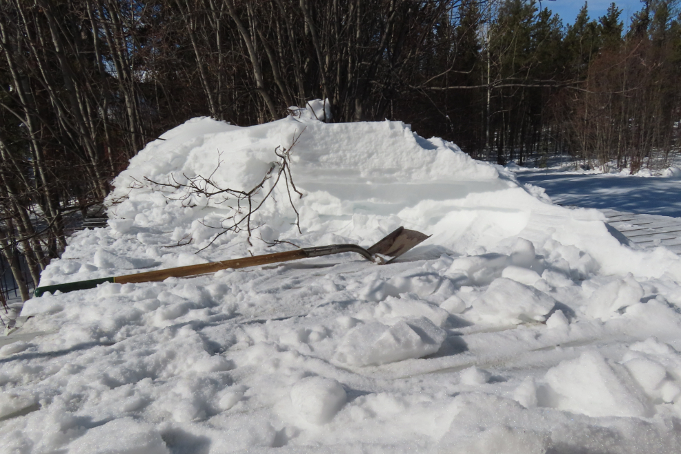 Digging an extremely heavy snow load off my firewood shelter at Whitehorse, Yukon.