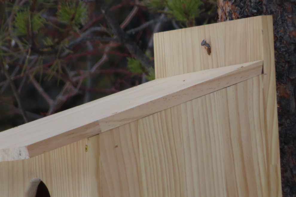 Installing a boreal owl nesting box.