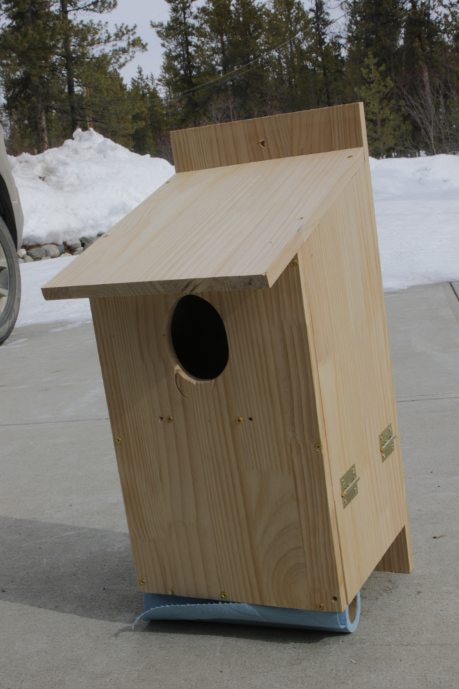 Building a boreal owl nesting box.