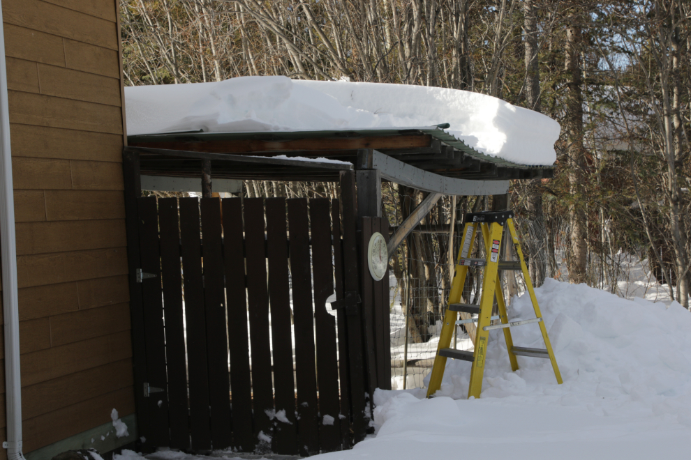 Starting to dig an extremely heavy snow load off my firewood shelter at Whitehorse, Yukon.