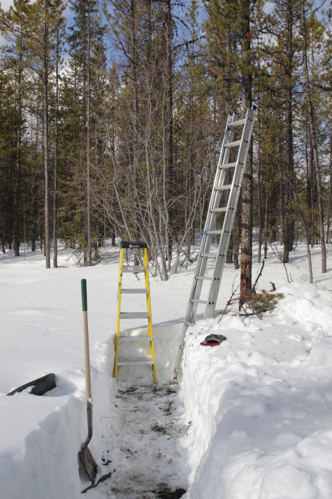 Preparing a tree to install a boreal owl nesting box at the edge of my pollinator garden in Whitehorse, Yukon.