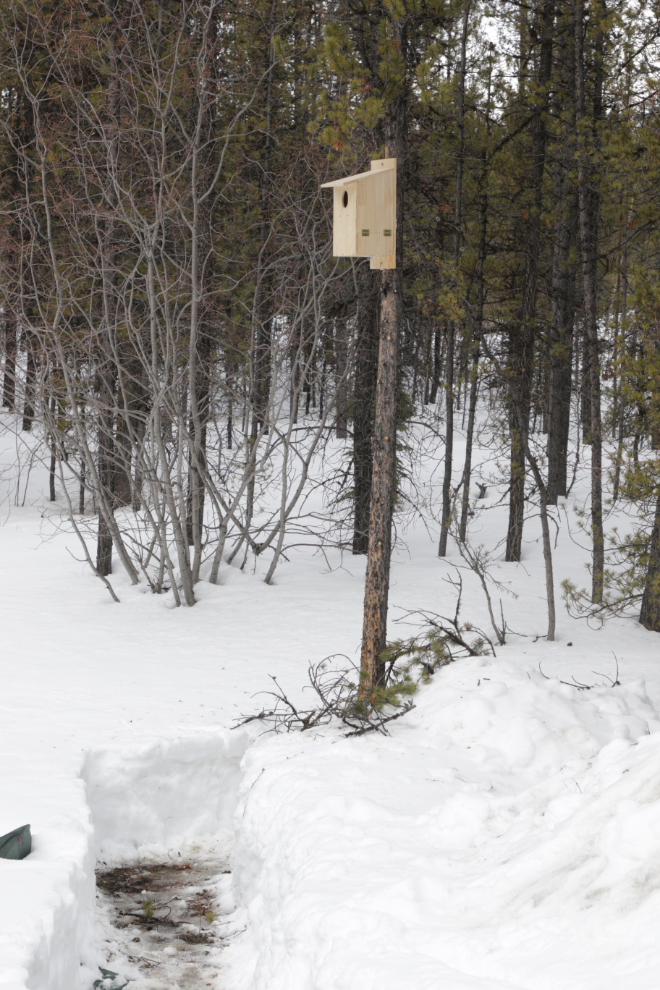 A boreal owl nesting box installed at the edge of my pollinator garden in Whitehorse, Yukon.