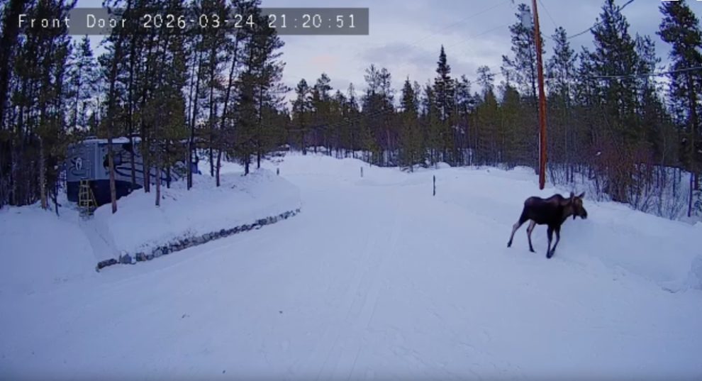 A moose on my driveway at Whitehorse, Yukon.