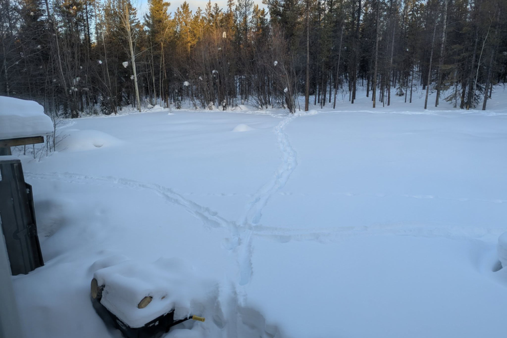 Moose tracks around and across my large pollinator garden  at Whitehorse, Yukon.