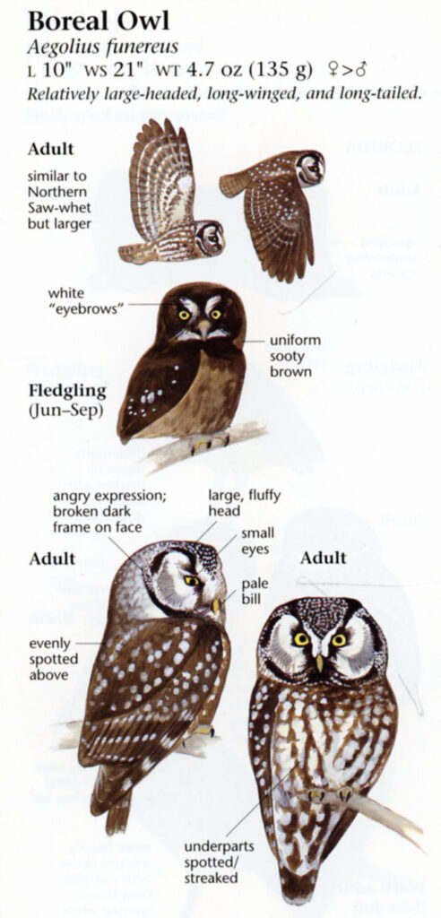 Boreal owl page in Sibley's Guide.