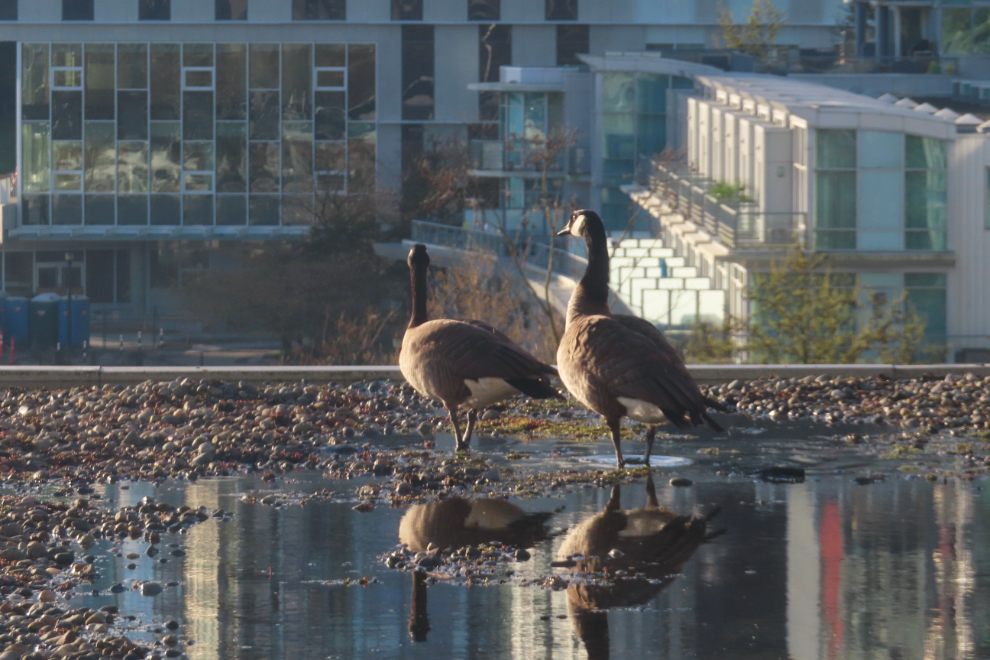 Canada geese on a roof at the Westin Bayshore Hotel in Vancouver.