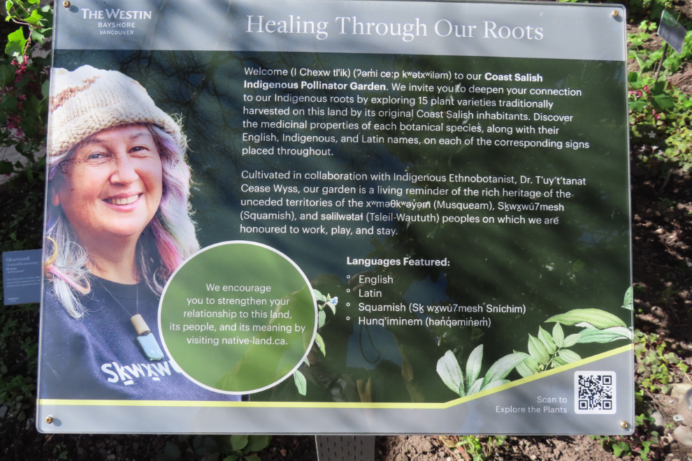 The Coast Salish Indigenous Pollinator Garden at the Westin Bayshore Hotel in Vancouver.