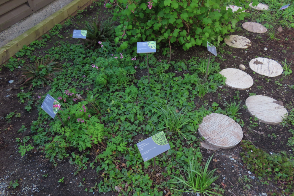 The Coast Salish Indigenous Pollinator Garden at the Westin Bayshore Hotel in Vancouver.