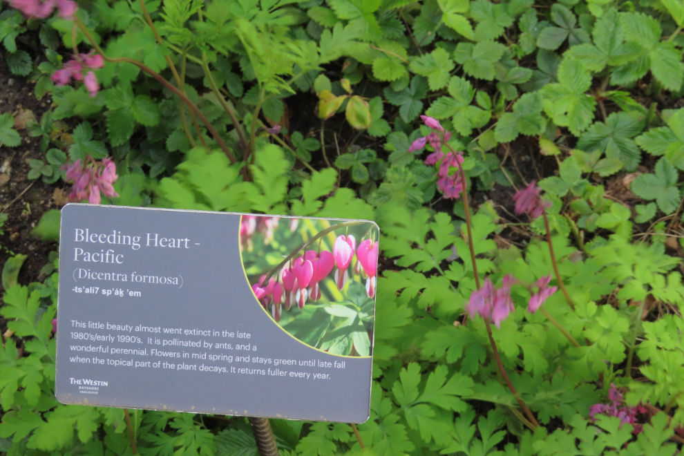 The Coast Salish Indigenous Pollinator Garden at the Westin Bayshore Hotel in Vancouver.