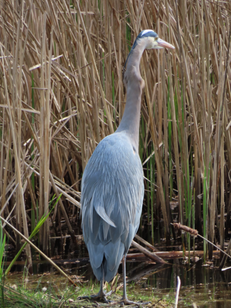 A Great blue heron (Ardea herodias) in a marsh near the edge of Stanley Park in Vancouver.