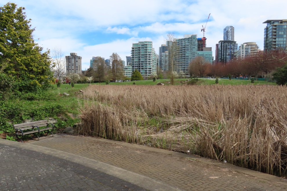 A marsh near the edge of Stanley Park in Vancouver.