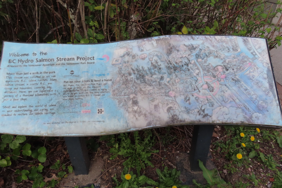 The BC Hydro Salmon Stream in Stanley Park at Vancouver.