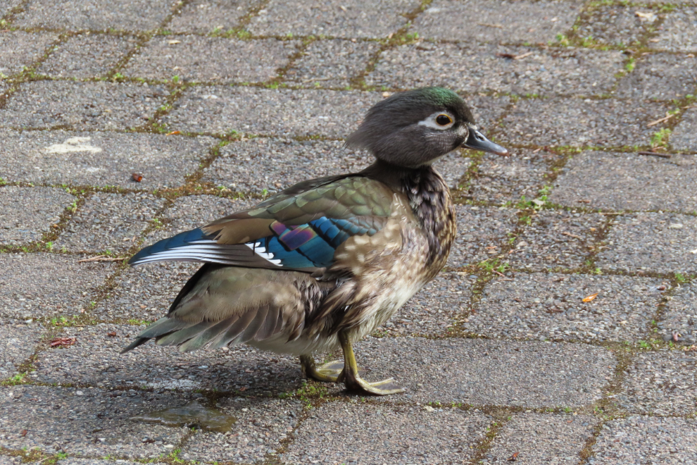 A female Wood duck (Aix sponsa) along the BC Hydro Salmon Stream in Stanley Park at Vancouver.