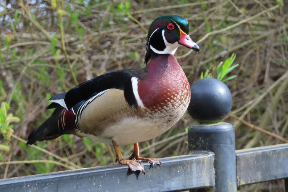 A male Wood duck (Aix sponsa) along the BC Hydro Salmon Stream in Stanley Park at Vancouver.