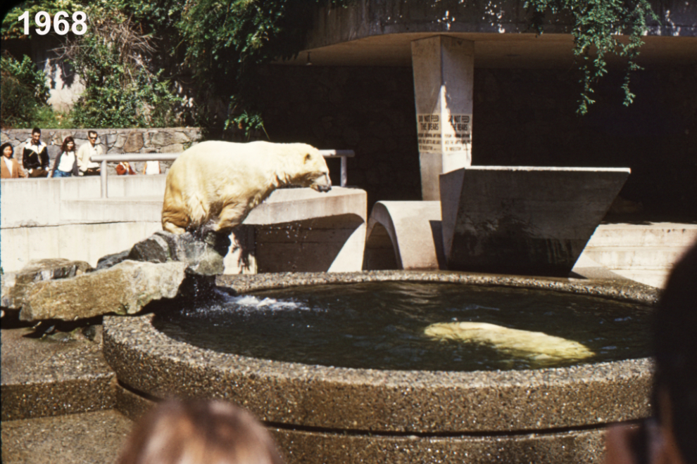 The polar bear pit at Stanley Park in Vancouver in 1968.