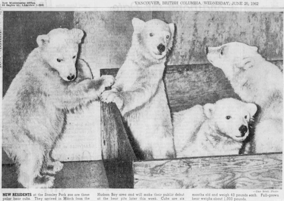 Four polar bear cubs arrive at Stanley Park in Vancouver in 1962.