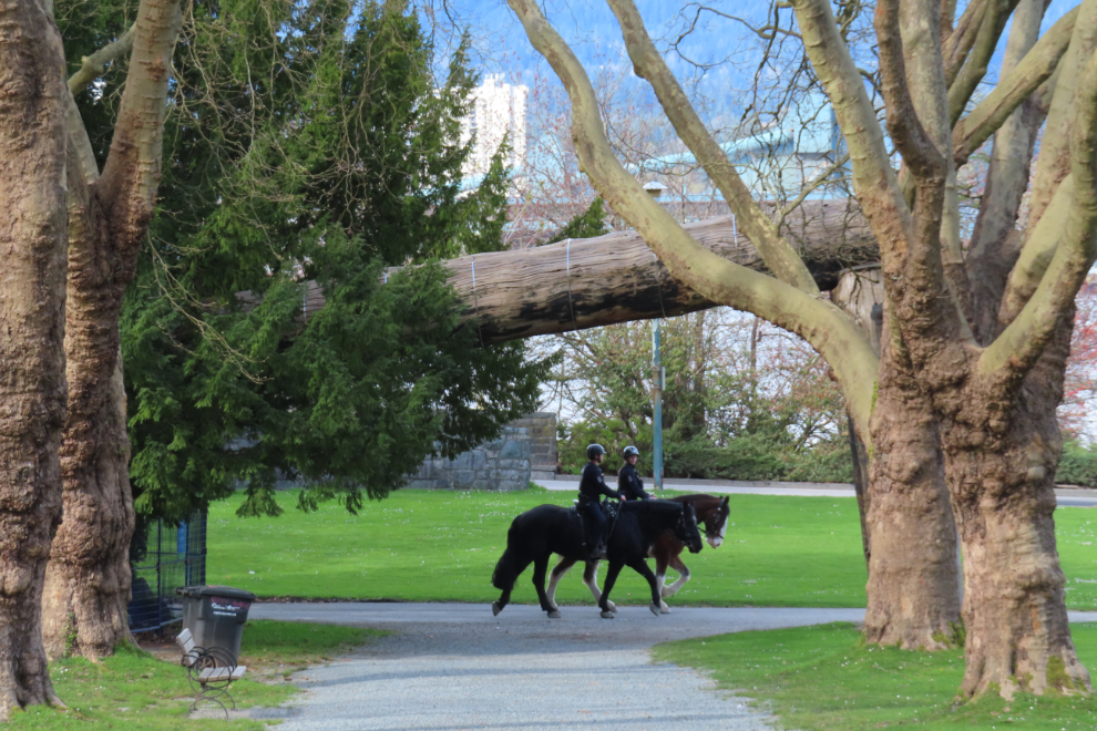 The Vancouver Police horse patrol in Stanley Park.