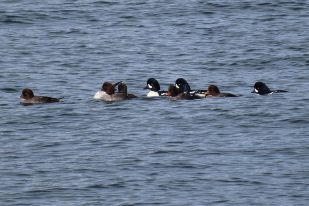 A raft of buffleheads (Bucephala albeola) at Vancouver.
