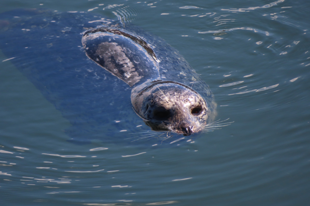 A harbour seal in Coal Harbour, Vancouver.