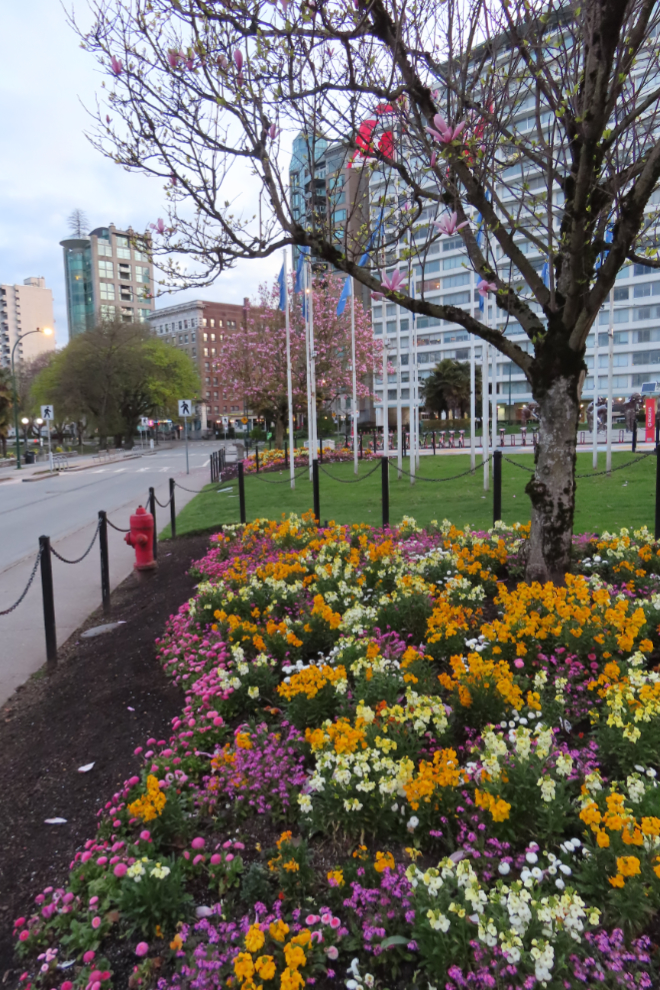 Flowers along Beach Avenue in Vancouver.