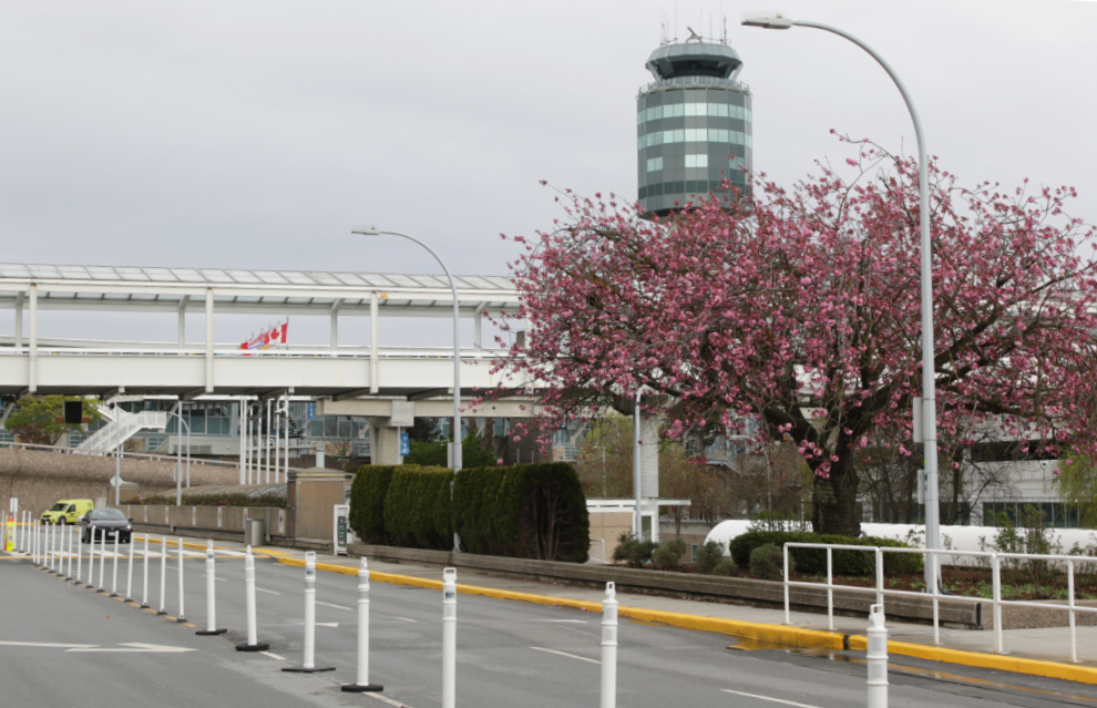 Cherry blossoms in April at Vancouver airport.