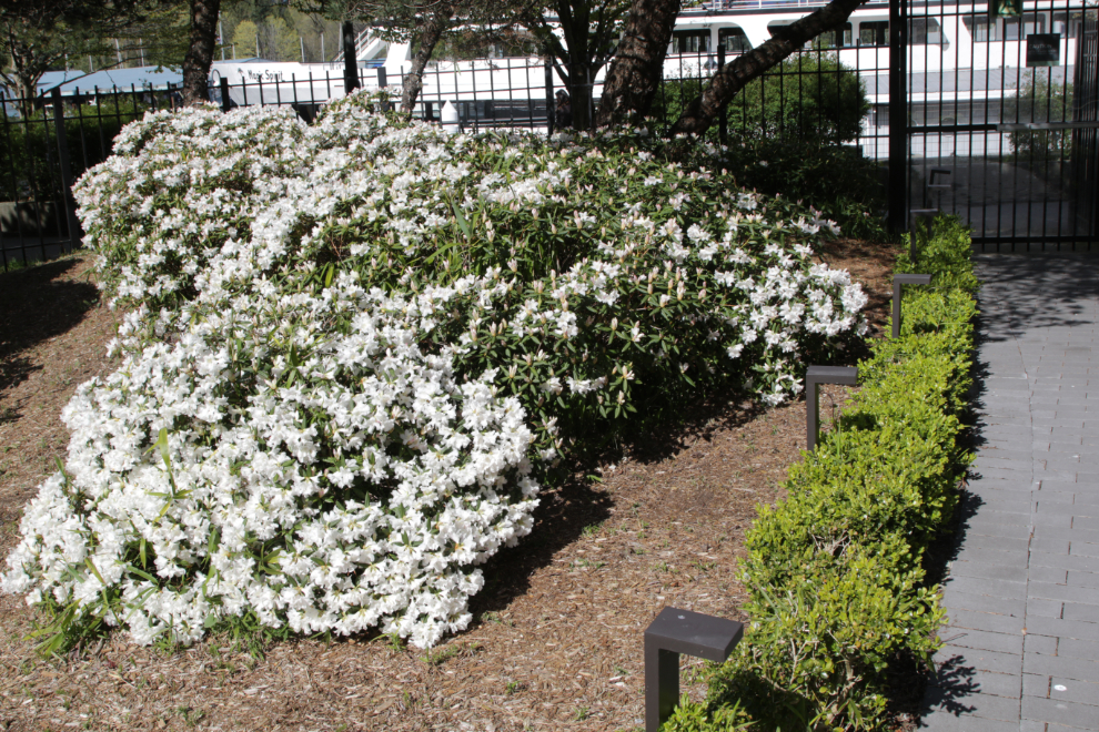 Rhododendrons in full bloom at the Westin Bayshore Hotel in Vancouver.