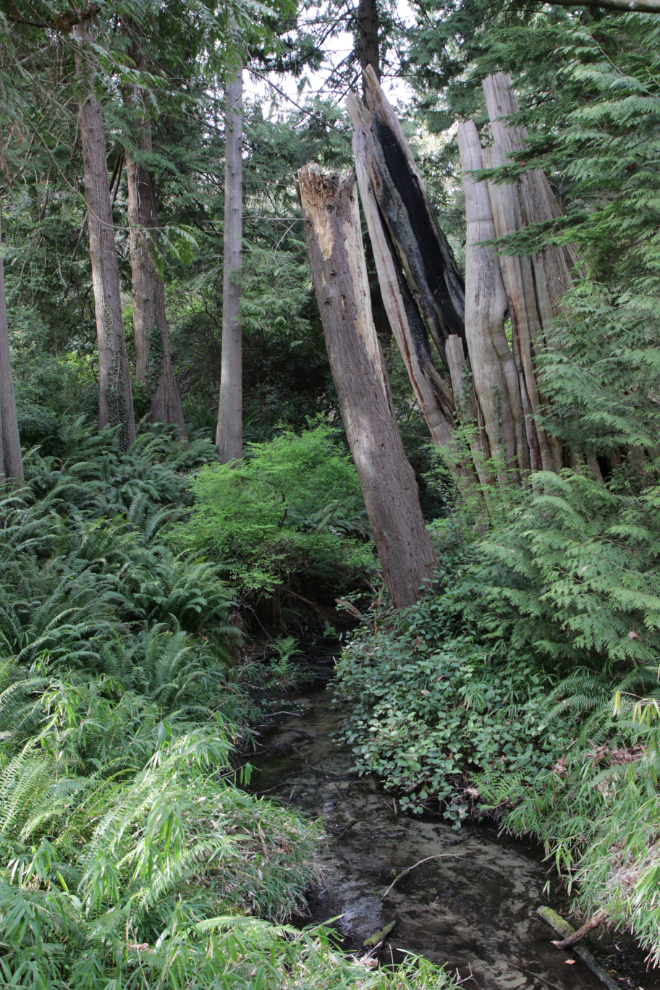 The BC Hydro Salmon Stream in Stanley Park at Vancouver.