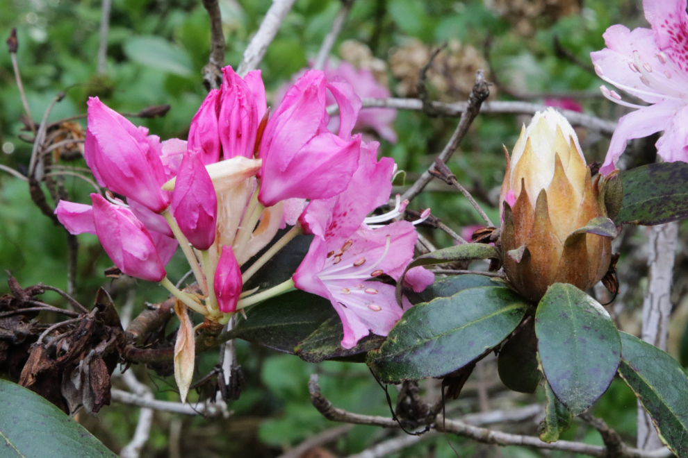 Rhododendrons in Stanley Park in Vancouver. 