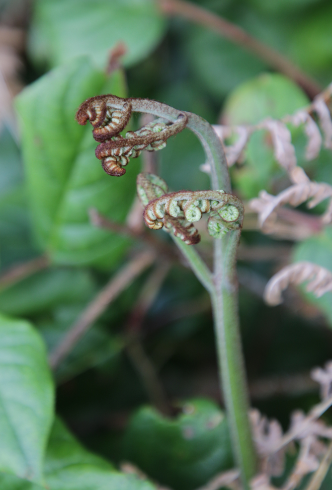 A fiddlehead fern in Stanley Park in Vancouver.