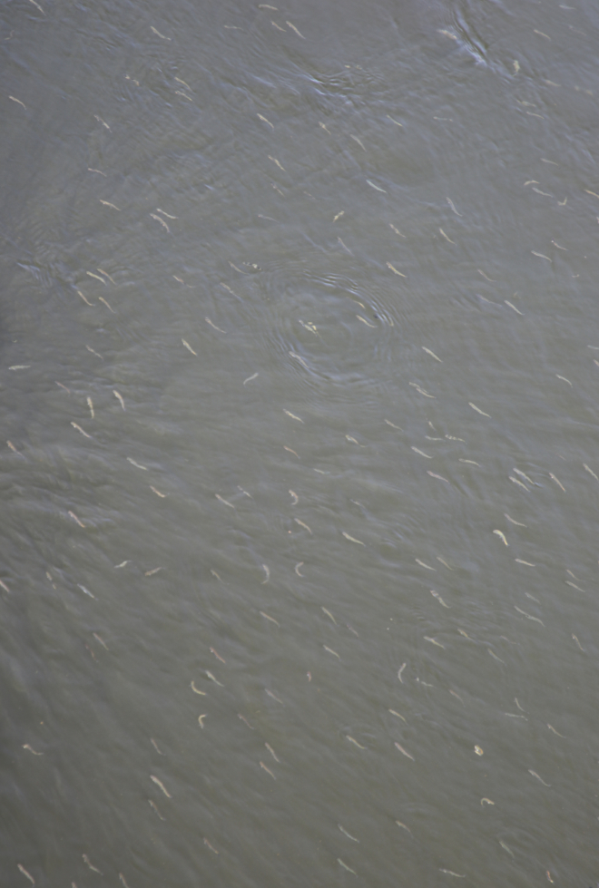 A school of tiny fish in Coal Harbour, Vancouver.
