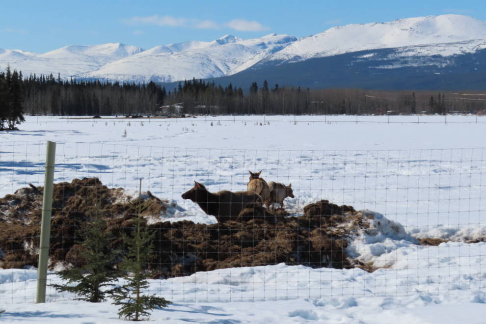 Elk at the Yukon Wildlife Preserve.