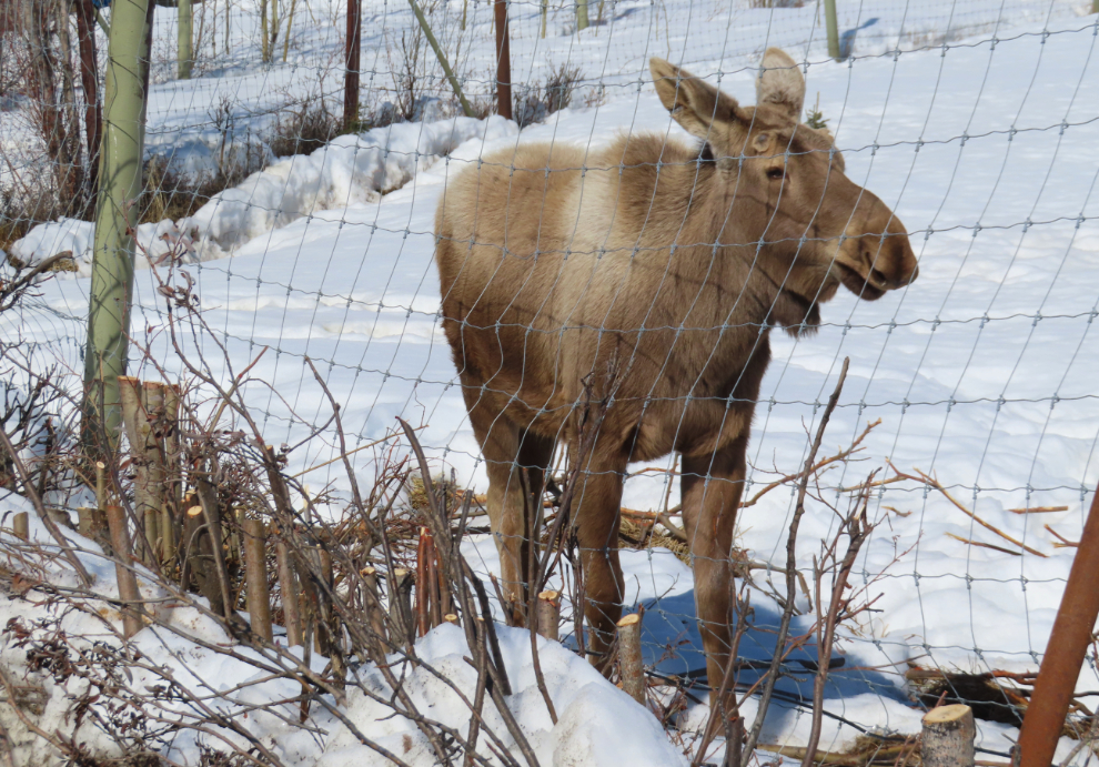 Atlin the moose at the Yukon Wildlife Preserve