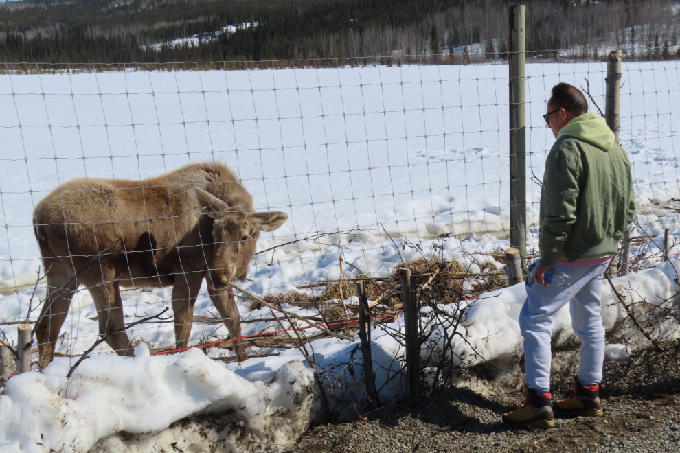 Atlin the moose at the Yukon Wildlife Preserve.