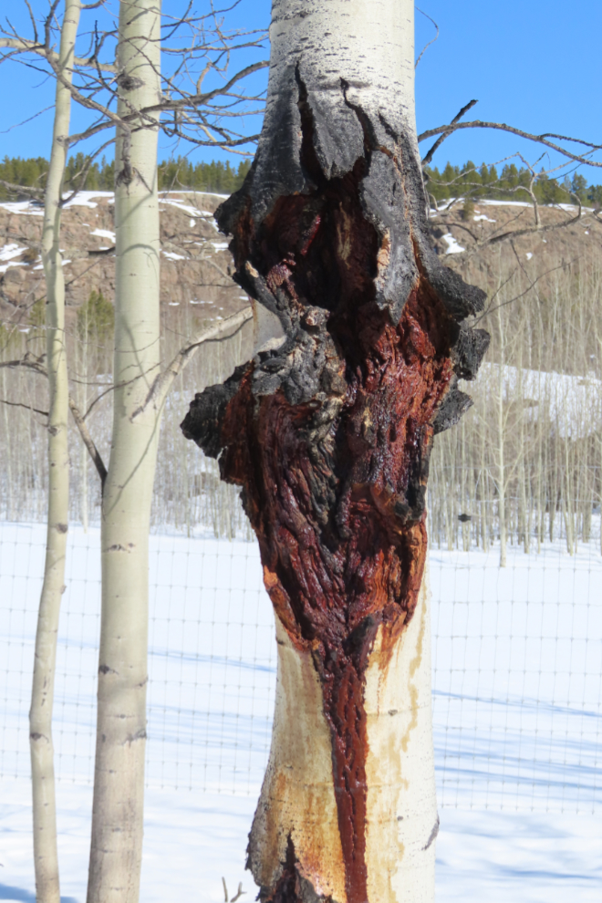 An exploded tree at the Yukon Wildlife Preserve.
