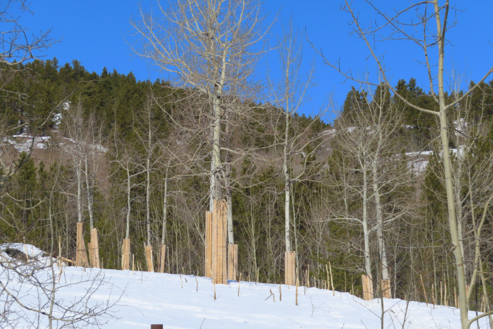 Trees with barriers to protect them from the elk at the Yukon Wildlife Preserve.